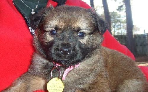 Mollie