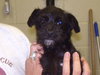 Gertie