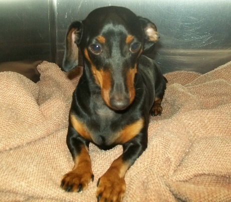 Barney - Courtesy