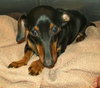 Barney - Courtesy