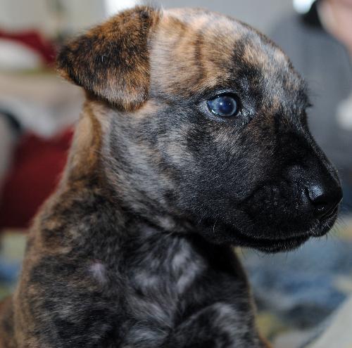 Nova/Sadie