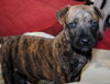 Nova/Sadie