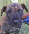 Nova/Sadie