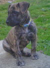 Nova/Sadie