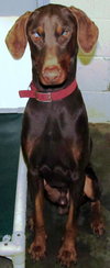 Bogie