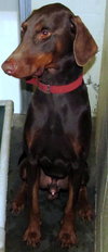 Bogie