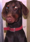 Bogie