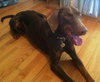 Bogie