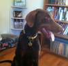 Bogie