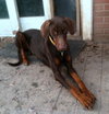 Bogie