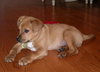 Wiggles-Samson