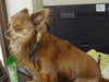 Fritz