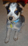 Levi