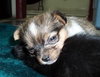 Lucia/Zoey