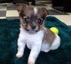 Lucia/Zoey
