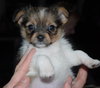 Lucia/Zoey