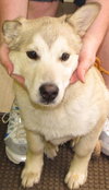 Eli
