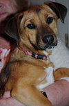 Trixie