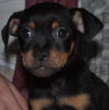 Tyke/Cola