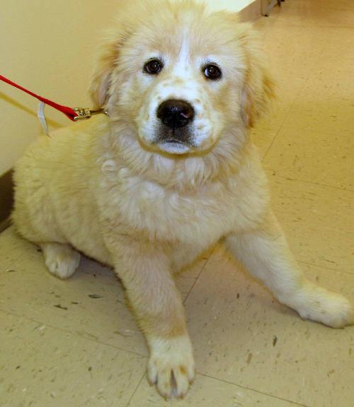 Fluffy girl/Cora