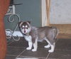 Tora