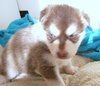 Tora