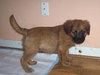 Harper