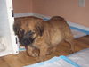 Harper