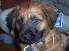 Harper