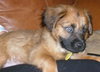 Harper
