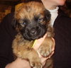 Harper
