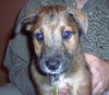 Alfie