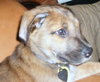 Alfie