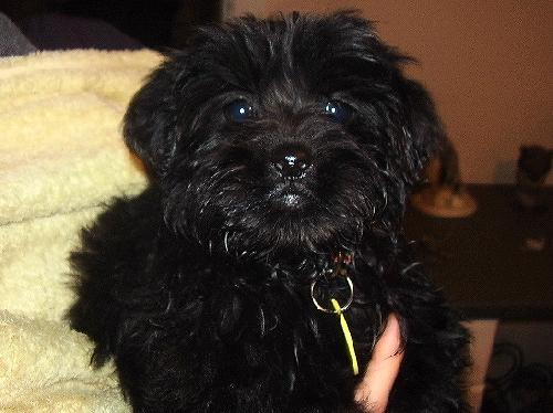 Wilbur