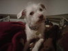 Barney