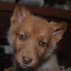 Satine
