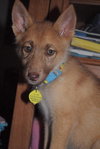 Satine