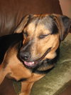 Murphy- Application Pending