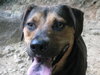Murphy- Application Pending