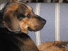 Murphy- Application Pending