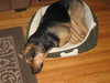 Murphy- Application Pending
