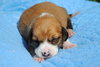 Cinna/Tucker