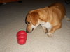 Chloe - Courtesy