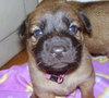 Martine