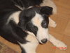 Bandit