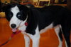 Bandit