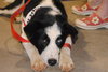 Bandit