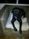 Charlie