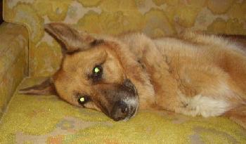 Sammy