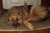 Sammy